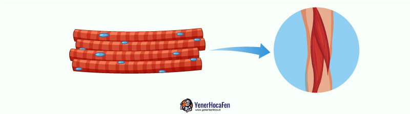Çizgili kaslar yenerhocafen