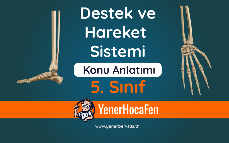 Destek ve Hareket Sistemi Konu Anlatımı