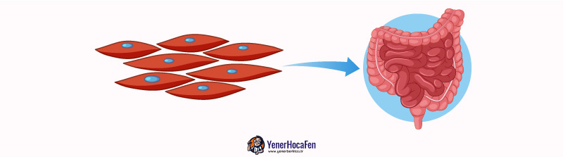 Düz kaslar yenerhocafen