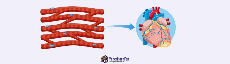 Kalp kası yenerhocafen