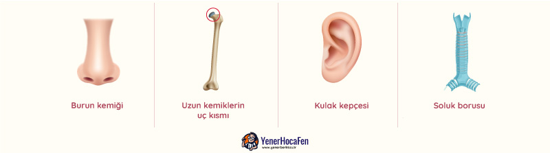 Kıkırdak örnekleri yenerhocafen