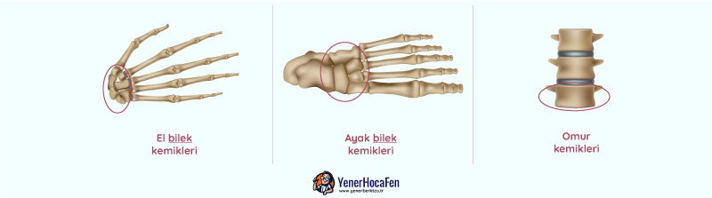 Kısa Kemikler YenerHocaFEN