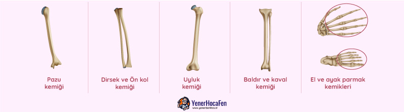 Uzun Kemikler YenerHocaFEN