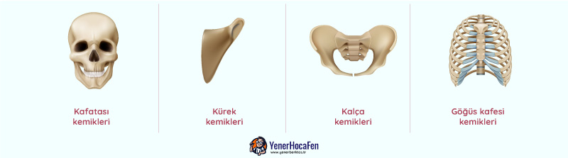 Yassı kemikler yenerhocafen